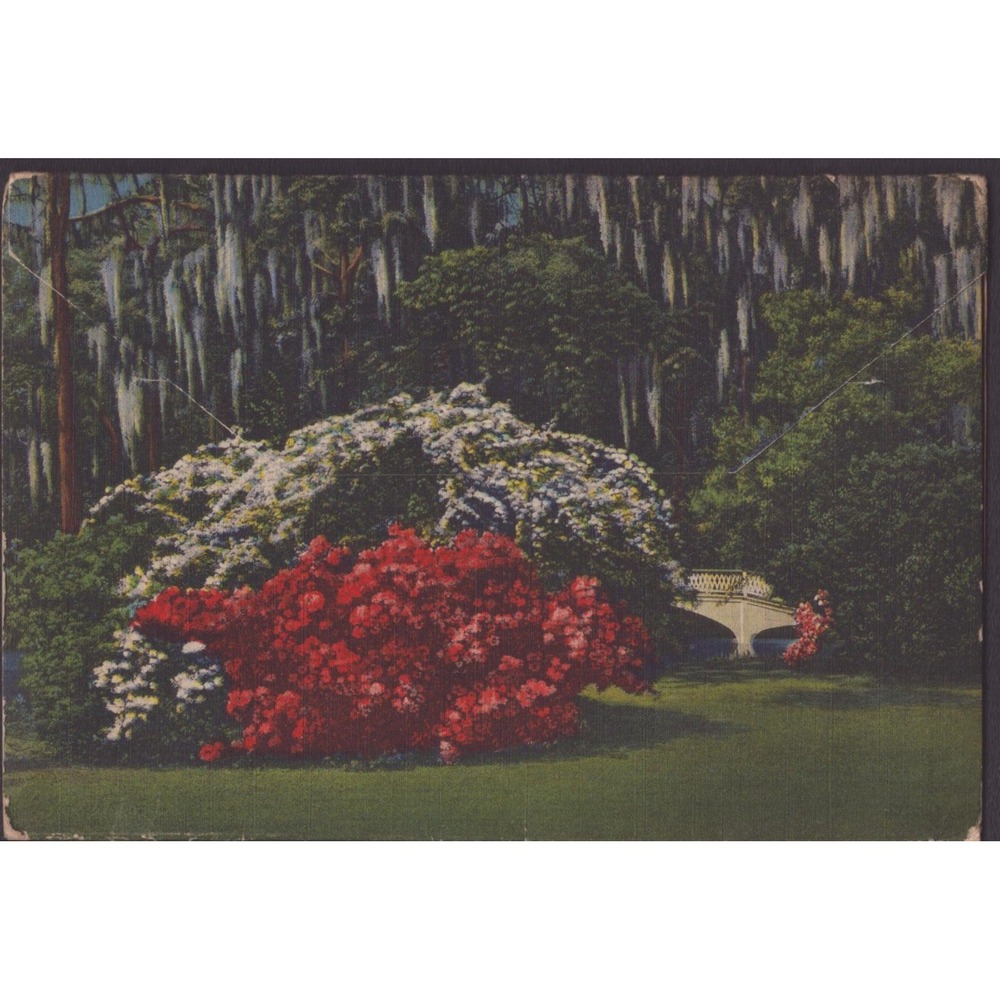 Greetings from Dixieland Cotton Bale 1937 Linen Postcard Curt Teich & Co - Picture 2 of 2